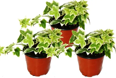 Zdjęcie produktu dla Hedera helix, zestaw 3 sztuk, bluszcz, pstrokate biale liscie, doniczka 9 cm