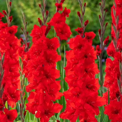 Produktbild von Gladiolus Knolle Sommerblume Garten Zierpflanze Großblumige Gladiole Roma 5 St.