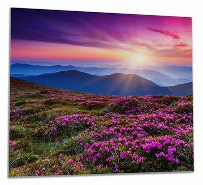 Produktbild von Wallario Herdabdeckplatte aus Glas, Größe 60 x 52 cm 1-teilig, Motiv Blumenbedeckte Wiese bei Sonnenuntergang