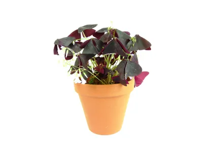 Obrázek produktu pro Gardners Oxalis Triangularis Sunny - purpurový, průměr 12 cm