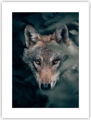 Produktbild von Poster - Poster ohne Rahmen - Wolf Wald Raubtier - 30x40 cm - Wand Bild - Wanddeko - Wandbilder - Kunstposter - Wandposter - Bilder - Kunstdruck - Wanddekoration - Wandbild - P2XPA30x40-5053