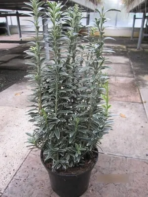 Produktbild von Euonymus microphyllus Albovariegatus - Spindelstrauch Albovariegatus