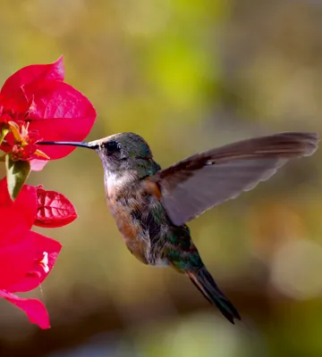 Produktbild von Fototapete - Hummingbird 225x250cm - Vliestapete