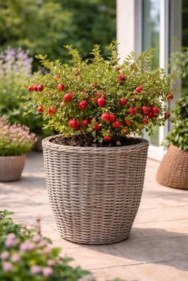 Immagine prodotto di Mirtillo rosso a frutto grande Vaccinium macrocarpon Early Black Cranberry circa 30 cm pianta resistente - sapore autunnale per giardino e balcone acquistare