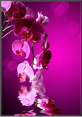 Produktbild von Wallario Wandbild Rosafarbene Orchidee  Blüten in pink, Größe: 70,30 x 100,30 cm, Poster mit schwarzem Aluminiumrahmen