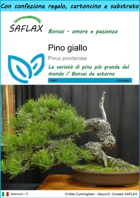 Immagine prodotto di SAFLAX Set regalo - Pino giallo - 20 semi - Pinus