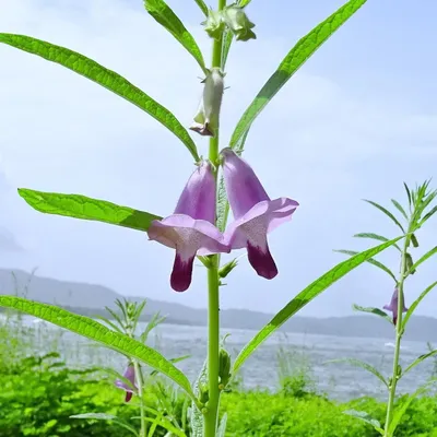 Image de Sésame (Sesamum indicum)  - 100 graines