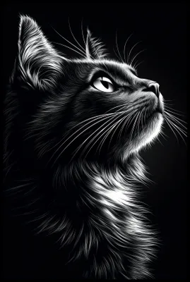 Produktbild von Poster 61x91,5cm Portrait Tiere für das Wohnzimmer | Katze | Schwarz Weiß