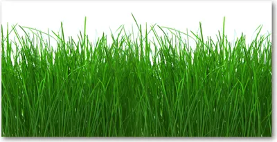 Produktbild von Tulup Glas-Bild -140x70- Wandkunst Dekorative Wand für Küche & Wohnzimmer - Blumen & Pflanzen - Gras - Grün