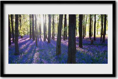 Produktbild von Bild 60x40 MDF-Rahmen Wandkunst Wald Bäume Natur
