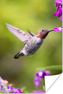 Produktbild von MuchoWow® Poster Kolibri - Vogel - Natur 40x60 cm - Plakate für die Wand - Poster Babyzimmer