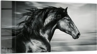 Produktbild von DEQORI Glasbild Echtglas 100x50 cm 'Galoppierendes Pferd' Wandbild Bild modern Deko