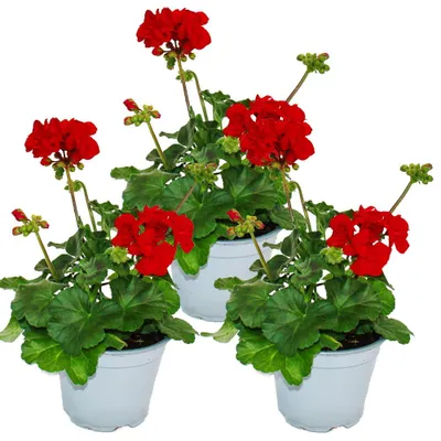 Obrázek produktu pro Pelargonie vzpřímená – Pelargonium zonale – květináč 12 cm – sada 3 rostlin – tmavě červená