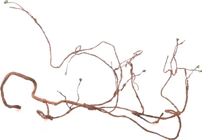 Image de Repti-Zoo Jungle Multi Vines 150 cm Repti-Zoo