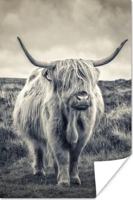 Produktbild von MuchoWow® Poster Schottischer Hochländer - Tiere - Wolken - Kuh - Natur 120x180 cm - Kunstposter