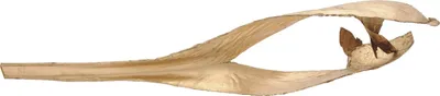 Produktbild von EUROPALMS Palmblattkopf, getrocknet, gold (83502362)