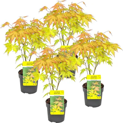 Produktbild von Bloomique - 4er Set - Acer Palmatum Orange Dream - Japanischer Ahorn - Winterharte Pflanzen - Gartenpflanzen Winterhart - Höhe 20-30 cm - Topf 10,5 cm