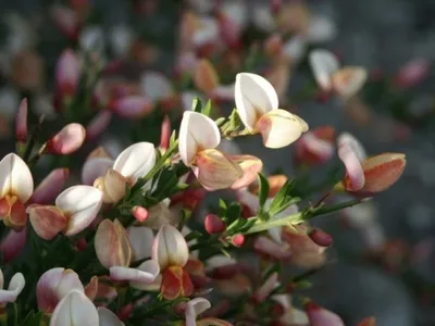 Produktbild von Cytisus praecox Zeelandia - Ginster Zeelandia - 40-60