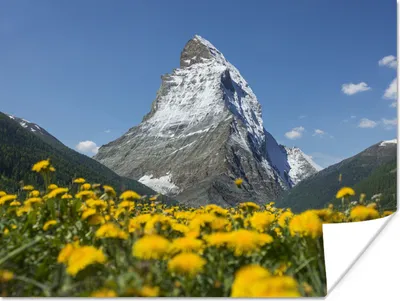 Produktbild von MuchoWow® Poster Das Matterhorn in der Schweiz über einem Löwenzahnfeld 160x120 cm - Foto Plakat