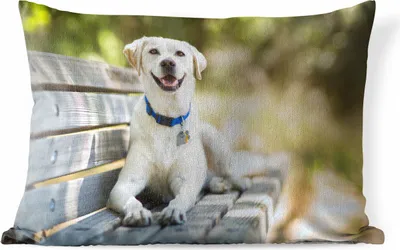 Produktbild von MuchoWow® Outdoor Kissen - Labrador Retriever auf einer Bank - 60x40 cm - Wetterfest - Lounge Kissen - Zierkissen - Kissen für Innenräume
