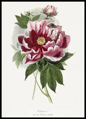 Immagine prodotto di Poster 50x70cm Peonia, Paul Gervais Vintage per il soggiorno