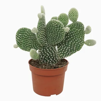 Produktbild von Opuntia microdasys Albispina Feigenkaktus