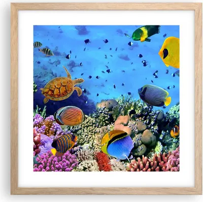 Produktbild von Gerahmtes Poster - Rahmen in heller Eiche - Korallenriff - 40x40 cm - Wand Bild - Wanddeko - Wandbilder - Kunstposter - Wandposter - Bilderrahmen - Bilder - Kunstdruck - Wandbild - P2NAC40x40-3569