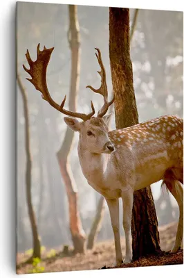 Produktbild von Bild auf Leinwand - Leinwandbild - Einteilig - Kitz Hirsch Tier wild - 70x100cm - Wand Bild - Wanddeko - Wandbilder - Leinwanddruck - Wanddekoration - Leinwand bilder - Wandbild - PA70x100-2400