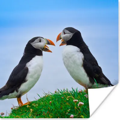 Produktbild von MuchoWow® Poster Tiere - Vögel - Papageientaucher 100x100 cm - Babyzimmer