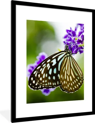 Produktbild von MuchoWow® Gerahmtes Poster Lavendel - Schmetterling - Botanisch 60x80 cm - Poster mit Schwarzem Bilderrahmen Wandposter Rahmen Foto Bilder - Wohnzimmer - Dekorationen - Prämie