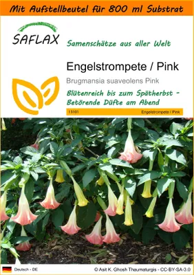 Produktbild von SAFLAX - Garden in the Bag - Engelstrompete / Pink - 10 Samen - Mit Anzuchtsubstrat im praktischen, selbst aufstellenden Beutel - Brugmansia suaveolens Pink