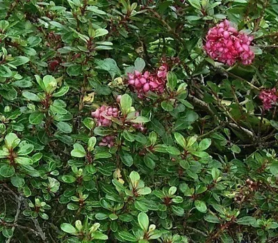 Zdjęcie produktu dla Escallonia hybr. 'Red Dream' - Andenstrauch 20- 25 cm Pojemnik