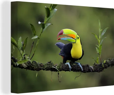 Produktbild von OneMillionCanvasses® - Leinwandbilder - 140x90 cm, Ein Tukan auf einem Ast in einer schönen Grünanlage, Wandbilder Kunstdruck Wanddekoration - Foto auf Leinwand - Gemälde auf