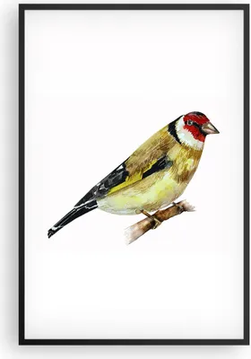 Produktbild von Gerahmtes Poster - Schwarzer Rahmen - Stieglitz Vogel Aquarell - 61x91,5 cm - Wand Bild - Wanddeko - Wandbilder - Wandposter - Bilderrahmen - Bilder - Kunstdruck - Wandbild - P2BPA61x91-4179