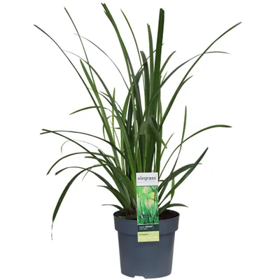 Produktbild von Hello Plants Carex Irish Green Seggen Ziergras - Ø 14 cm - Höhe: 30 cm