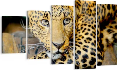 Produktbild von Bild auf Leinwand - Leinwandbild - Tiere gefährlich wilde katze - 100x60cm - Wand Bild - Wanddeko - Leinwanddruck - Bilder - Kunstdruck - Wanddekoration - Leinwand bilder - Wandkunst - EG100x60-2702