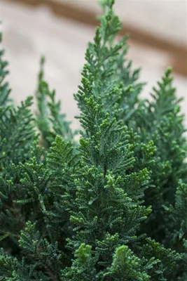 Produktbild von Chamaecyparis lawsoniana 'Little Spire', Scheinzypresse, 20–25 cm