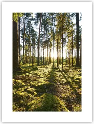 Produktbild von Poster - Poster ohne Rahmen - Wald Baum Natur - 30x40 cm - Wand Bild - Wanddeko - Wandbilder - Kunstposter - Wandposter - Bilder - Kunstdruck - Wanddekoration - Wandbild - P2XPA30x40-3724