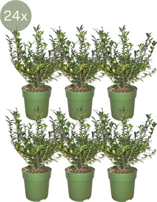 Produktbild von Plants by Frank - Żywopłot ostrokrzewu 1 metr - Ilex crenata 'Jenny'® - Zestaw do sadzenia z 6 odpornymi roślinami żywopłotowymi - Żywopłot zimozielony - Dostawa bezpośrednio ze szkółki roślin