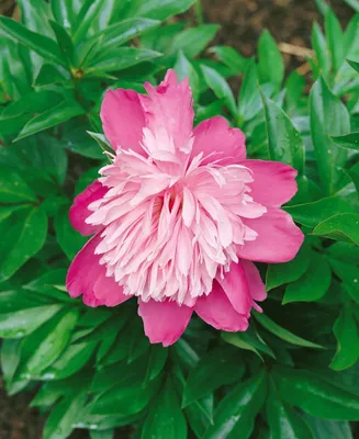 Produktbild von Paeonia lactiflora 'Edulis Superba', Pfingstrose, rosa, 2-3 Liter Container