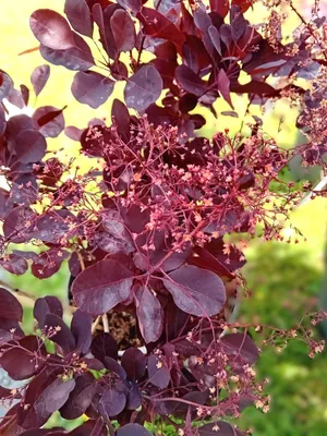 Produktbild von Roter Perückenstrauch Cotinus coggygria Lilla 40 - 60 cm Gartenpflanze