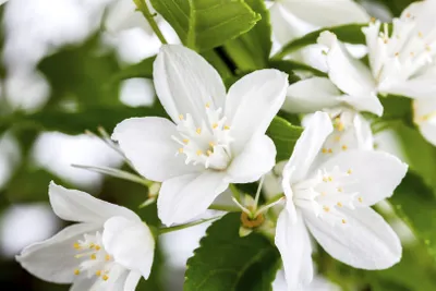 Produktbild von Deutzia gracilis, Maiblumenstrauch, weiß, 30–40 cm