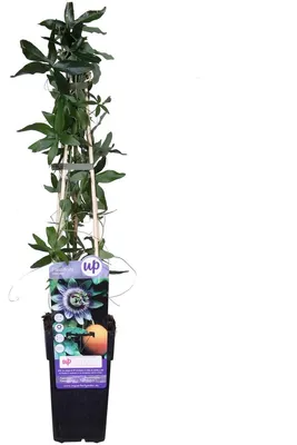 Produktbild von Winterharte Passionsblume Passiflora caerulea ca. 30 cm - exotische Schönheit - mehrjährige Kletterpflanze