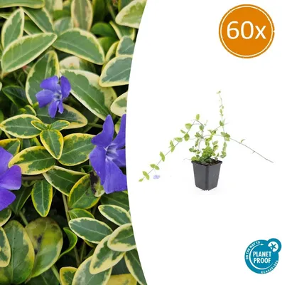 Obrázok produktu pre Pôdopokryvná rastlina – Vinca minor 'Blue and Gold' – 9 cm kvetináč – Sada 60 rastlín