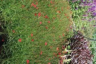 Produktbild von 6 x  Coreopsis vert. 'Ruby Red' - Mädchenauge - Topf 9 x 9 cm
