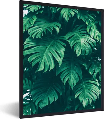 Produktbild von MuchoWow® Gerahmtes Poster Monstera - Blätter - Pflanzen - Dschungel - Natur 60x80 cm - Poster mit Schwarzem Bilderrahmen Wandposter Rahmen Foto Bilder - Premium - Wanddeko Wohnzimmer