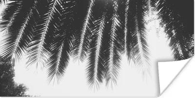 Produktbild von MuchoWow® Poster Palmenblätter - Tropisch - Sonne - Palme 40x20 cm - Poster für die Wand - Poster Schlafzimmer