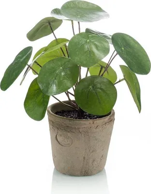Produktbild von artplants.de Künstliche Sukkulente Glückstaler Sybil im Terracottatopf, grün, 20cm - Künstliche Ufopflanze