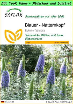Produktbild von SAFLAX Garden to go - Blauer - Natternkopf - Echium fastuosa - 100 Samen - Mit Topf, Klima - Deckel und Anzuchtsubstrat