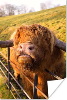 Produktbild von MuchoWow® Poster Scottish Highlander - Zaun - Gras 20x30 cm - Papierdruck